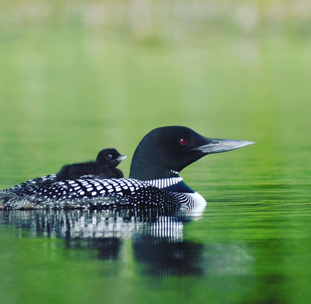 Jack The Horse Resort