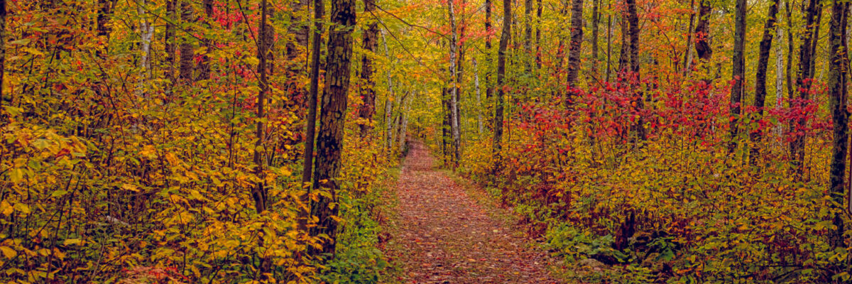 Fall Colors