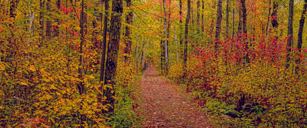 Fall Colors