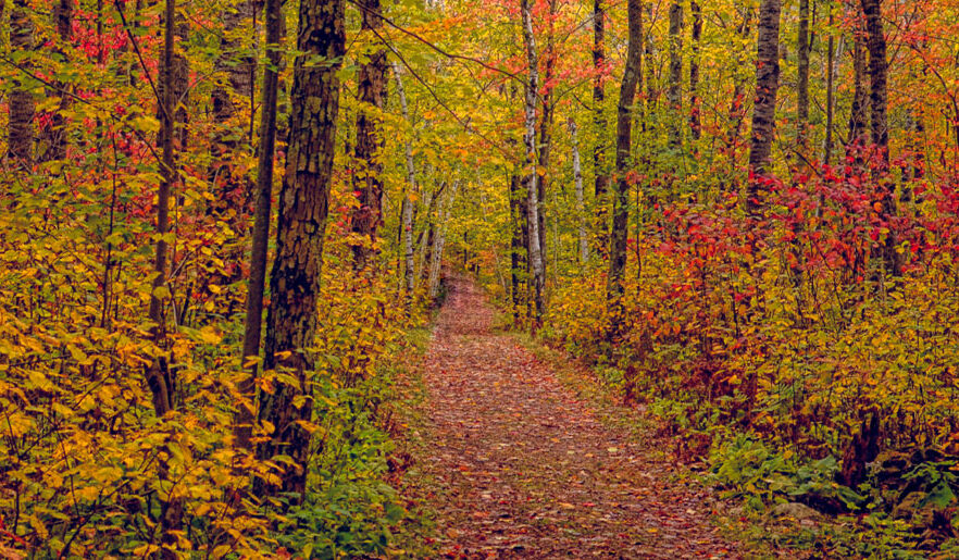 Fall Colors