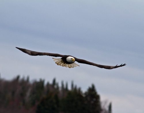 Baldeagle3nov15